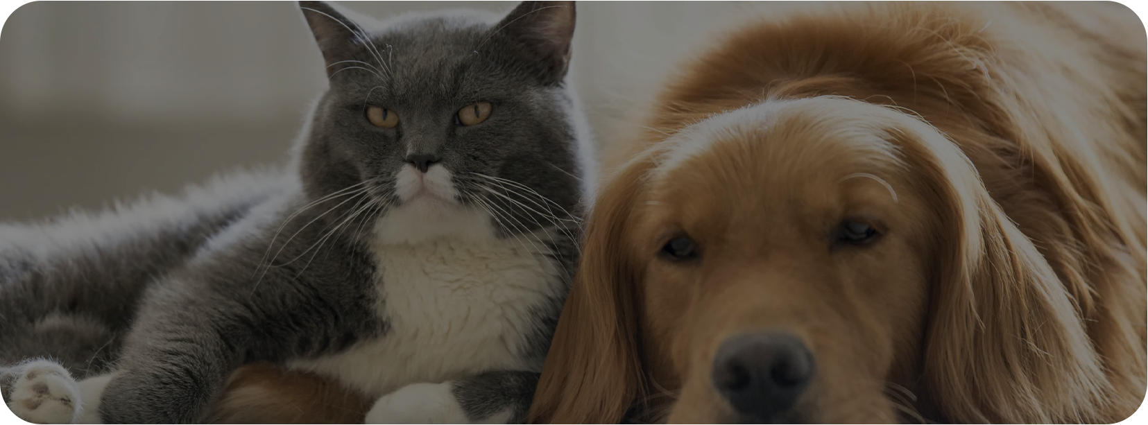 애완 동물 홈 (Haian) Co., Ltd