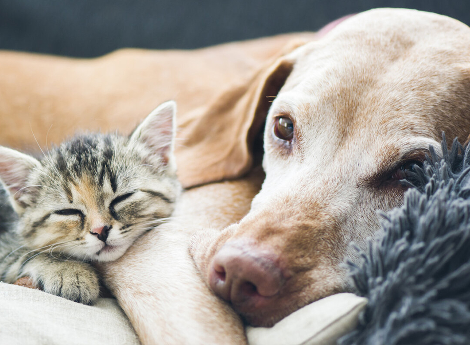 애완 동물 홈 (Haian) Co., Ltd